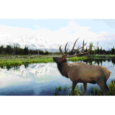 Bull wapiti en tetons
