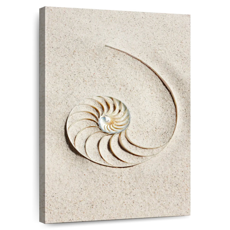 Brampt Nautilus Shell In Sand, 36" H x 24" W