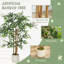 Plant-122711498