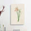 Pink Zephyr Lily Illustration - Wrapped Canvas-55330792