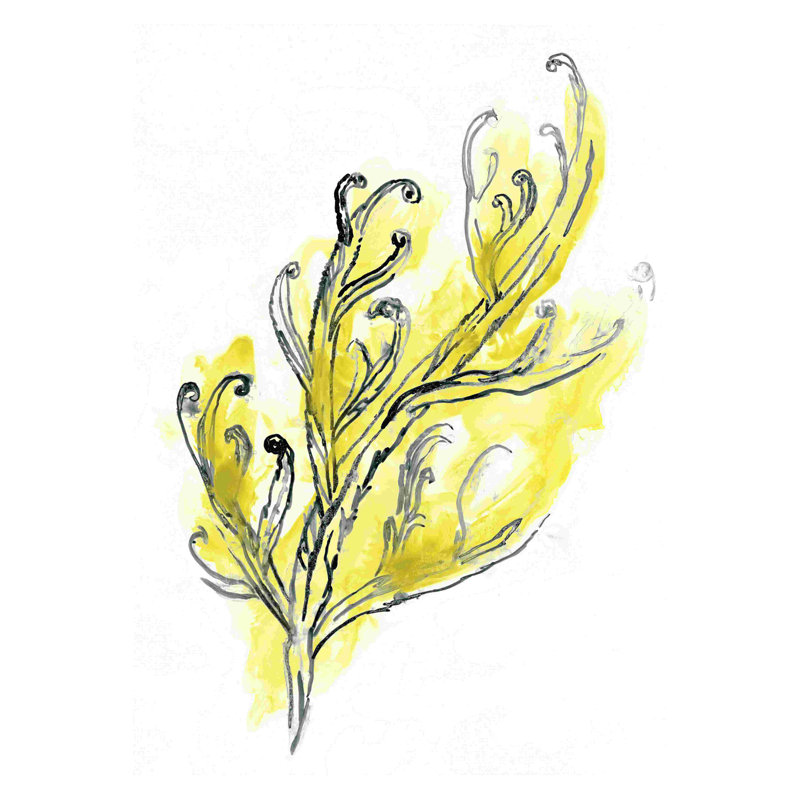 Citron algue de mer III, H 12 po x l 8 po