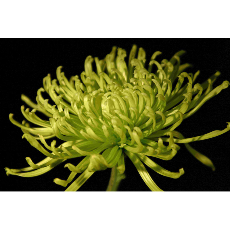 Fuji Mum II, H 24 po x l 36 po