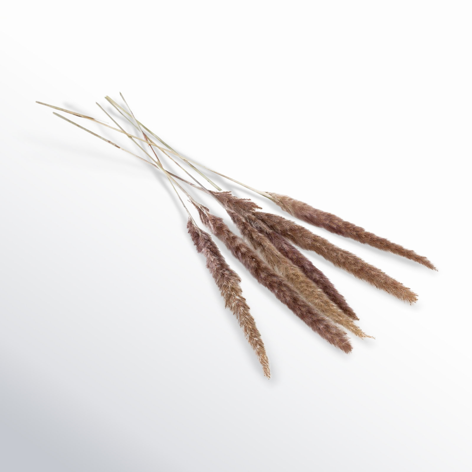 Noemie 27" Pampas Grass, Gray