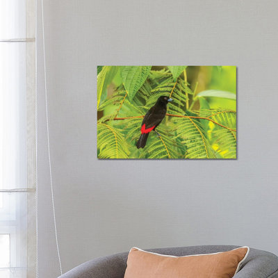 Costa Rica, La Selva Biological Station. Scarlet-Rumped Tanager in Tree. 1 Piece Wrapped Canvas Wall Art