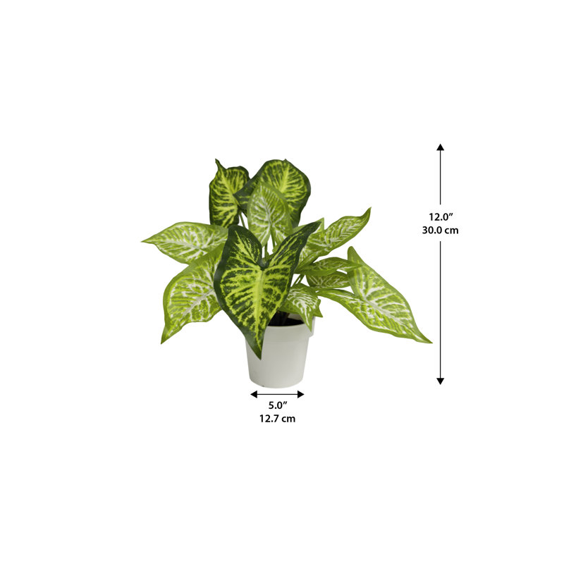 Plante 12 "Caladium