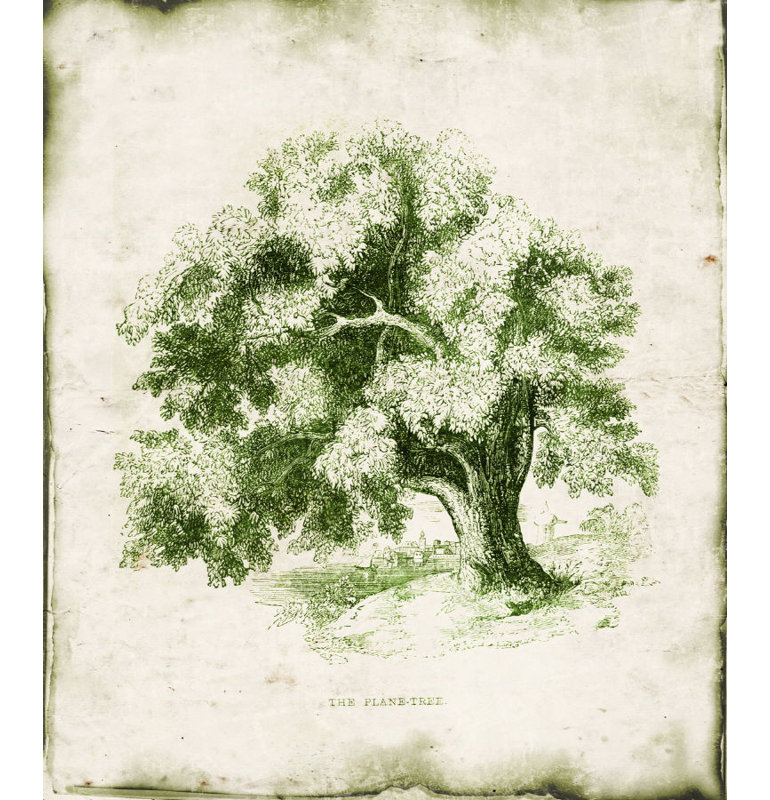 «Evergreen II» par Zoey Riley - Peinture, H 29 po x l 24 po x P 1,5 po, Extérieur