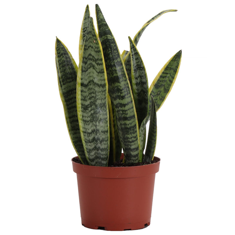 Live Laurentii Snake Plant, 10" H x 6" W x 6" D