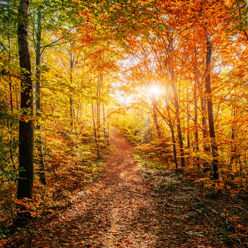 Forest Road - Wrapped Canvas Print, 122cm H x 122cm W x 3.8cm D