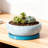 10 Inch Ceramic Bonsai Pot With Drainage Hole And Saucer - Shallow Planter For Indoor Outdoor Plants, Succulents, Herbs, And Garden Decor