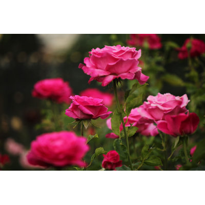 «Dolene Rosa Caprice De Meilland» - rose par - impression