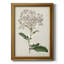 Antique Botanical Collection VIII - reproduction d'art sur toile encadrée-1109918245
