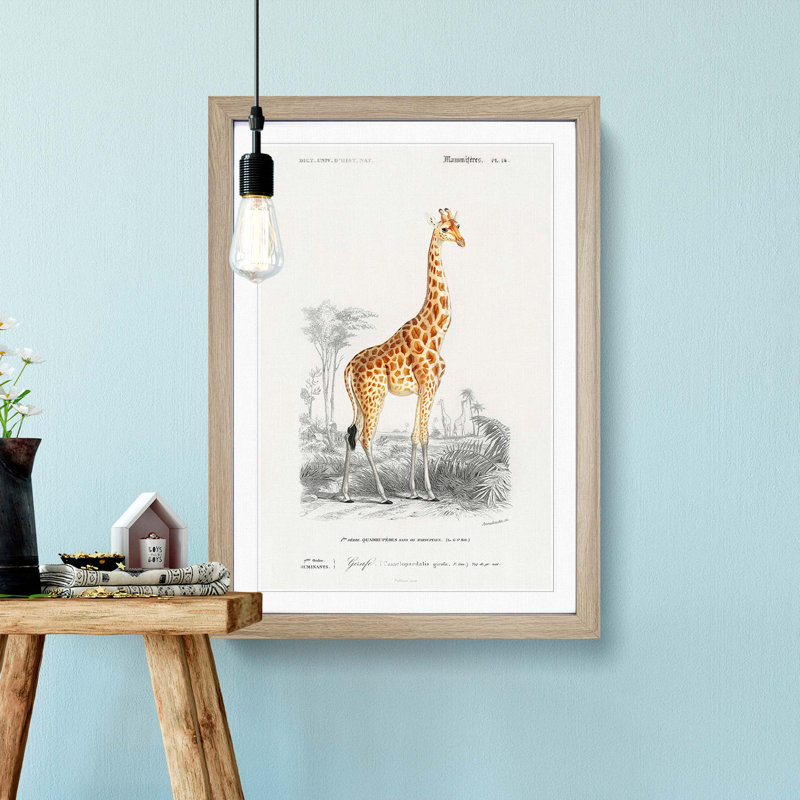 Giraffe by Charles D'Orbigny - Picture Frame Painting Print, 36cm H x 27cm W x 2cm D, Oak Framed