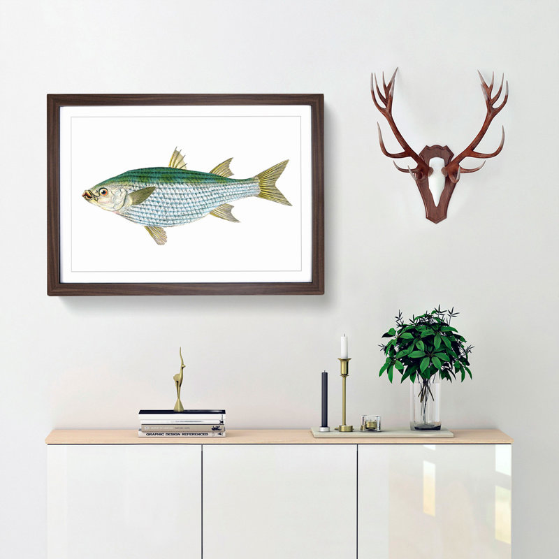 Mullet Fish by Edward Donovan - Picture Frame Painting Print, 36cm H x 48cm W x 2cm D, Walnut Framed