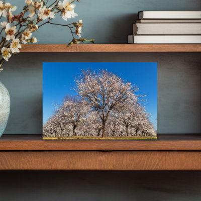 Almond Trees In Blossom, Cordoba Province, Andalusia, Southern Spain. Prunus Dulcis. Abstract Contemporary Landscape Nature Wall Art