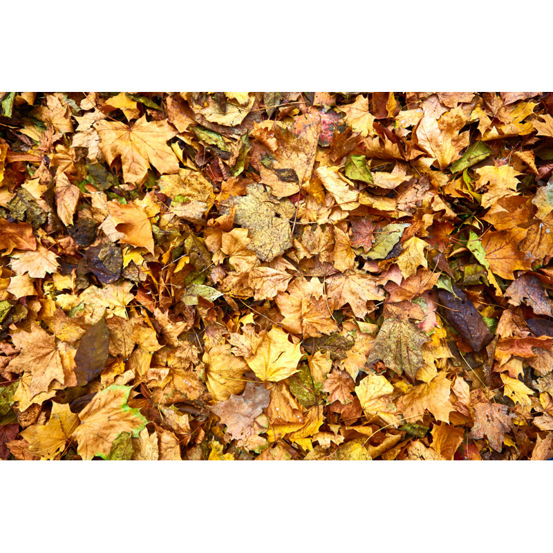 Dead Leaves by Sarymsakov - Wrapped Canvas Print, 20cm H x 30cm W
