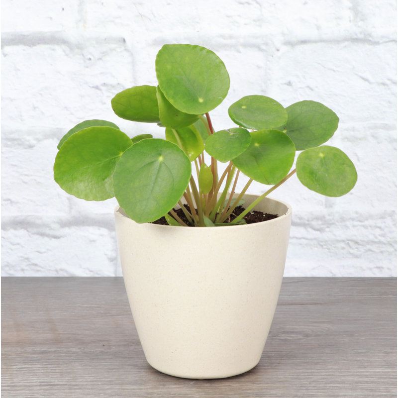 Live Chinese Money Plant, Pilea Peperomoides in Biodegradable Pot, Natural 