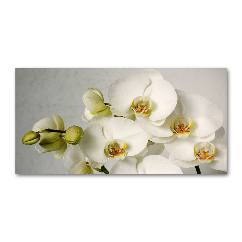 White Orchid - Wrapped Canvas Print, Canvas, 50cm H x 100cm W 