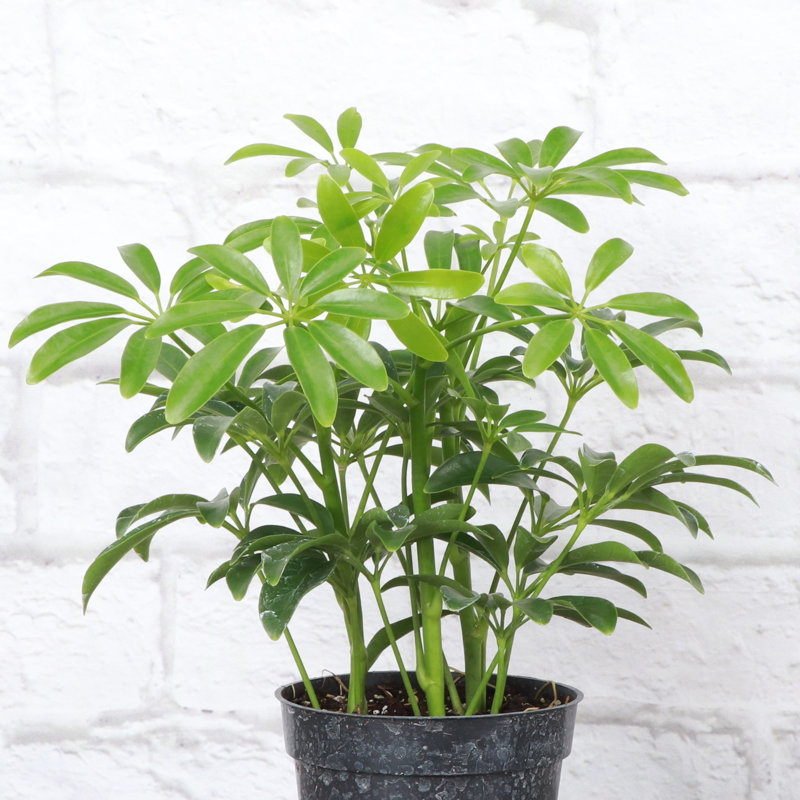 Live Arboricola Plant