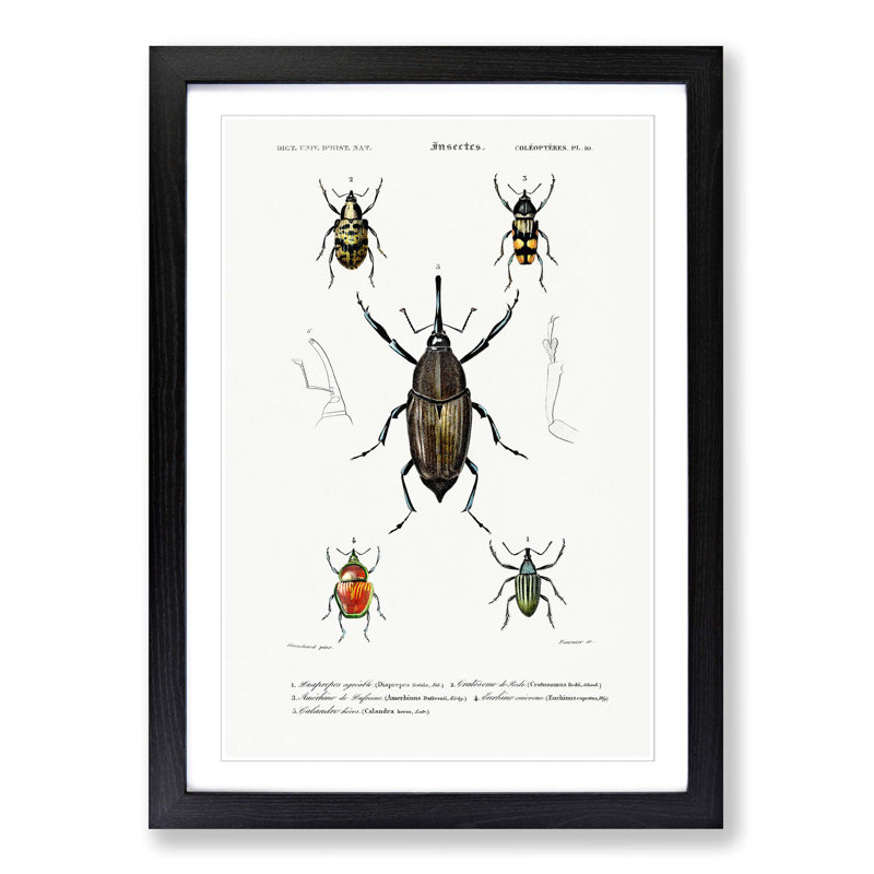 Weevil Beetle Illustrations by Charles D'Orbigny - Picture Frame Painting Print, 48cm H x 36cm W x 2cm D, Black Framed