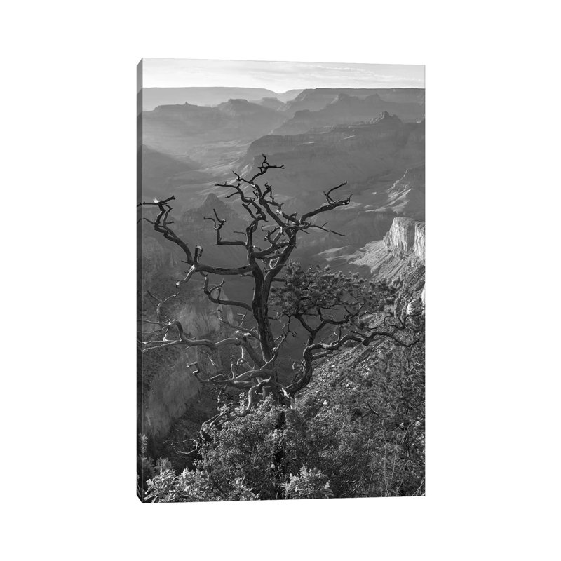 Tree, South Rim, Grand Canyon, Arizona by Tim Fitzharris - Gallery-Wrapped Canvas Giclée on Canvas, Canvas