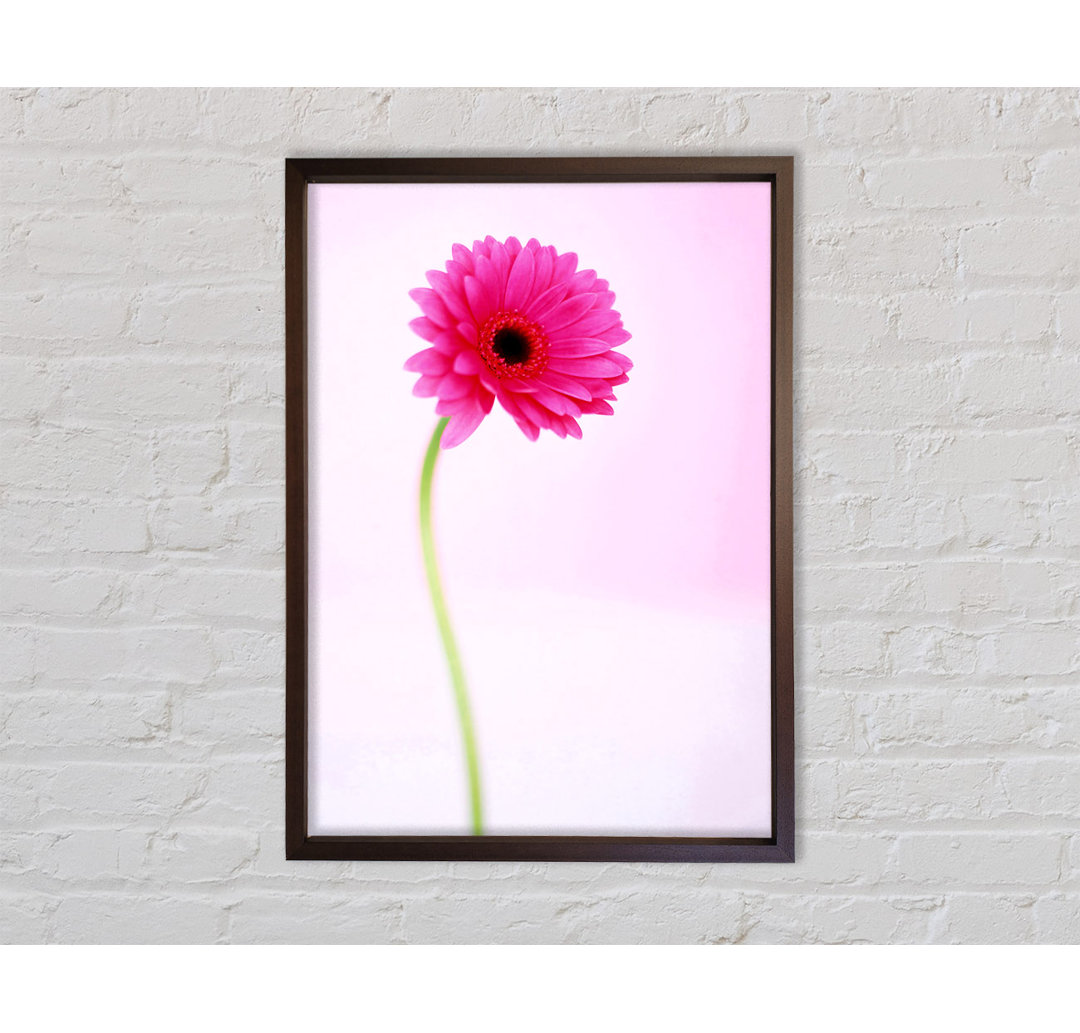 On Gerbera - Einzelner Bilderrahmen Kunstdrucke auf Leinwand