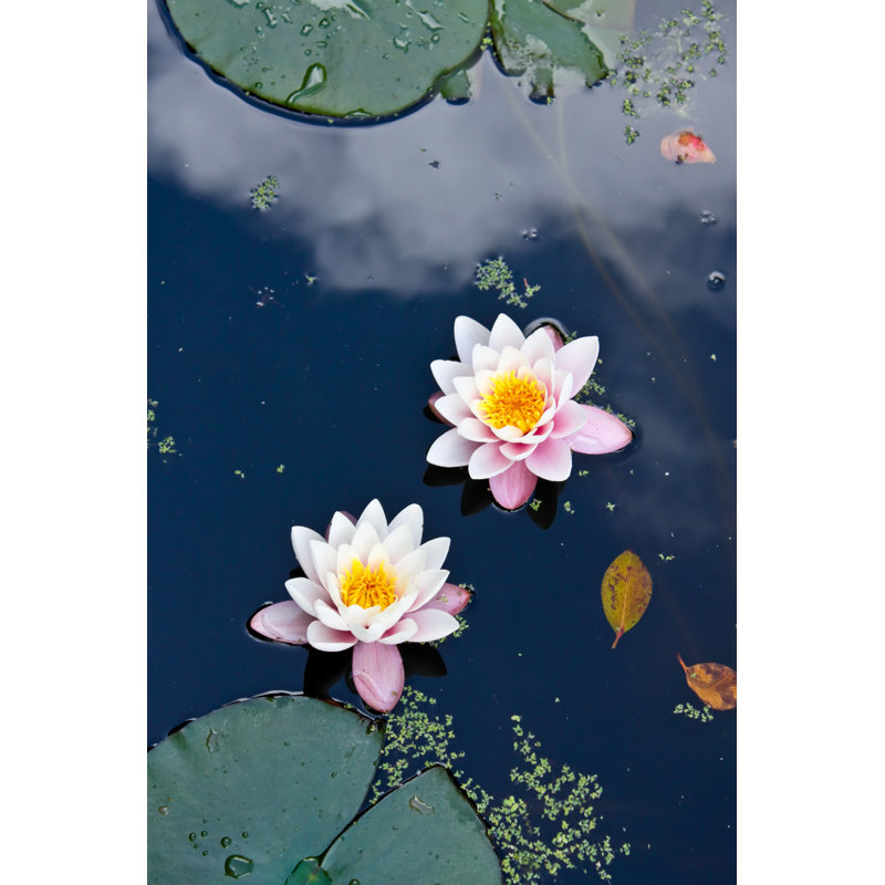 Two Water Lilies In A Pond by Slowcentury - Wrapped Canvas Print, 30cm H x 20cm W