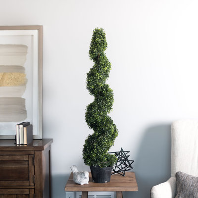 Arbre en spirale de buis vert Wolfdale