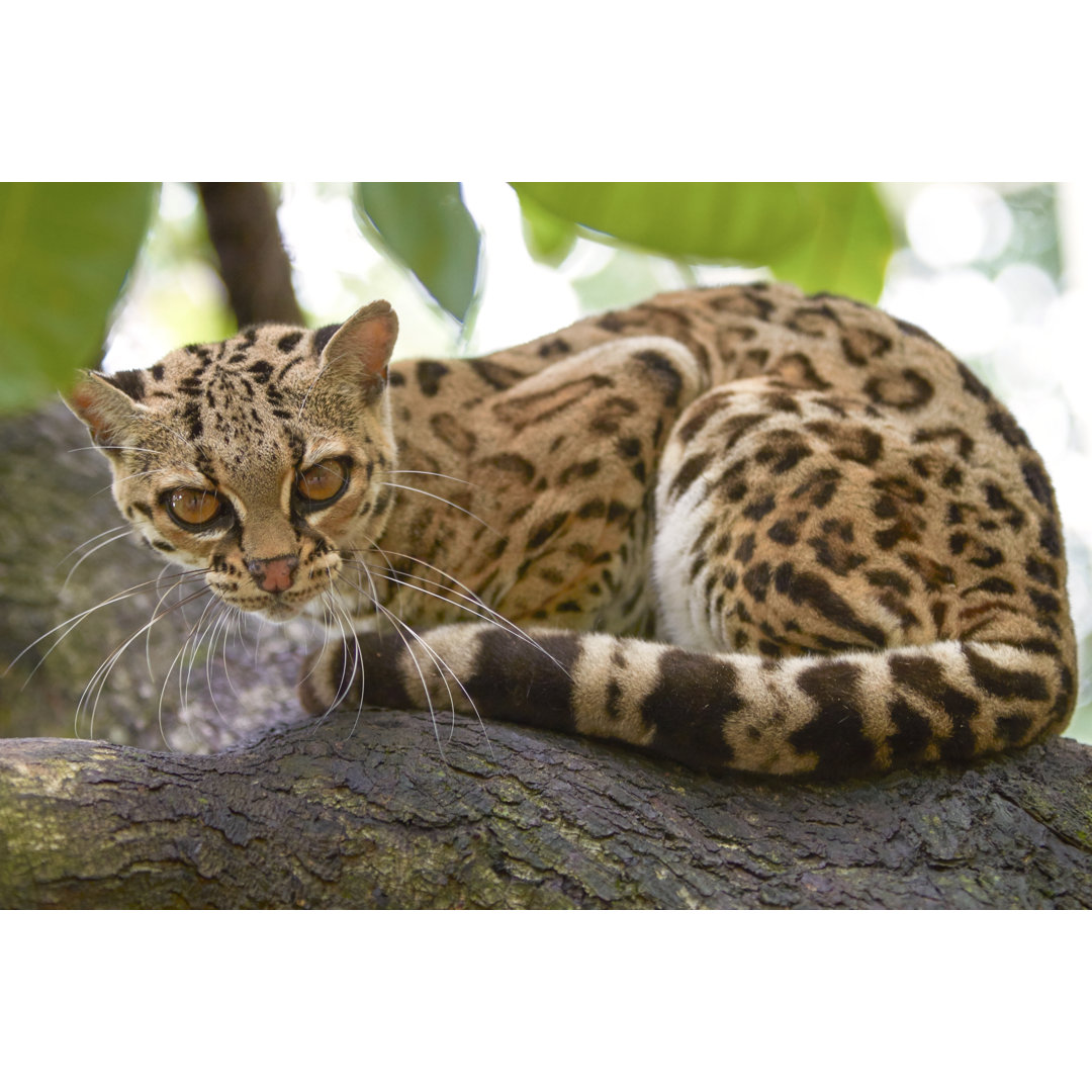 Leinwandbild Margay Sitiing auf dem Ast im Tropenwald