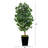 Faux Ficus Tree in Clay Planter-620887590-620887591