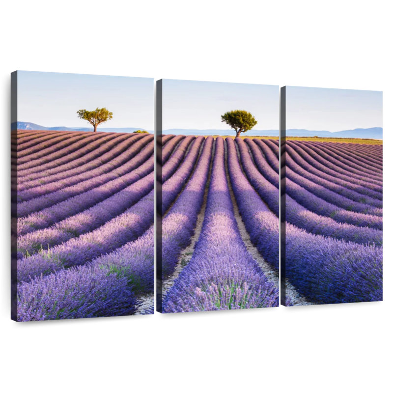 Alvord, champ de lavande, Provence, H 20 po x l 33 po