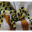 Coussin décoratif en velours à imprimé animal