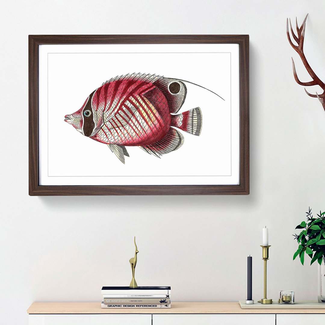 Butterflyfish by George Shaw - Framed Print