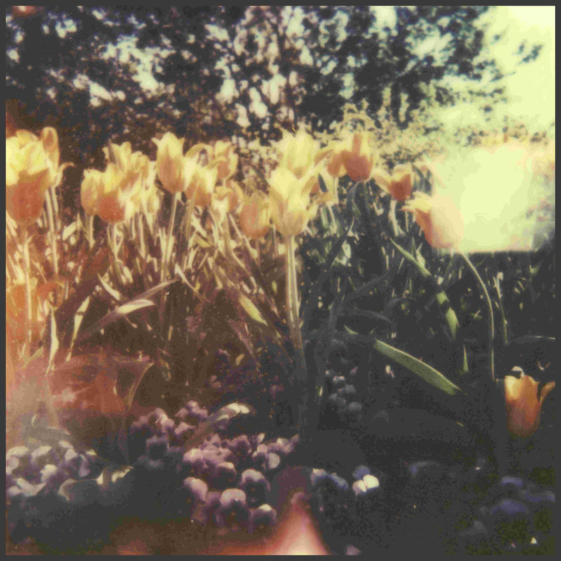 Tulipe Exposta I, H 36 po x l 36 po