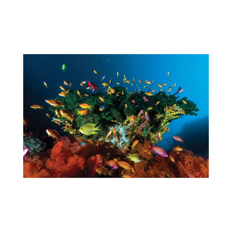 Reef Scene With Anthias Fish by Bruce Shafer - Wrapped Canvas Print, 66.04 cm H x 45.72 cm W x 1.91 cm D