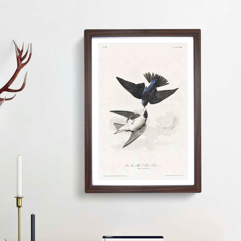 White-Bellied Swallow by John Audubon - Picture Frame Art Prints, 48cm H x 36cm W x 2cm D, Walnut Framed