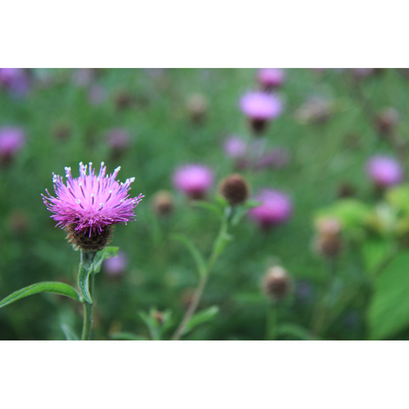 Fleur de chardon - Photographie sur toile tendue, H 8 po x l 12 po