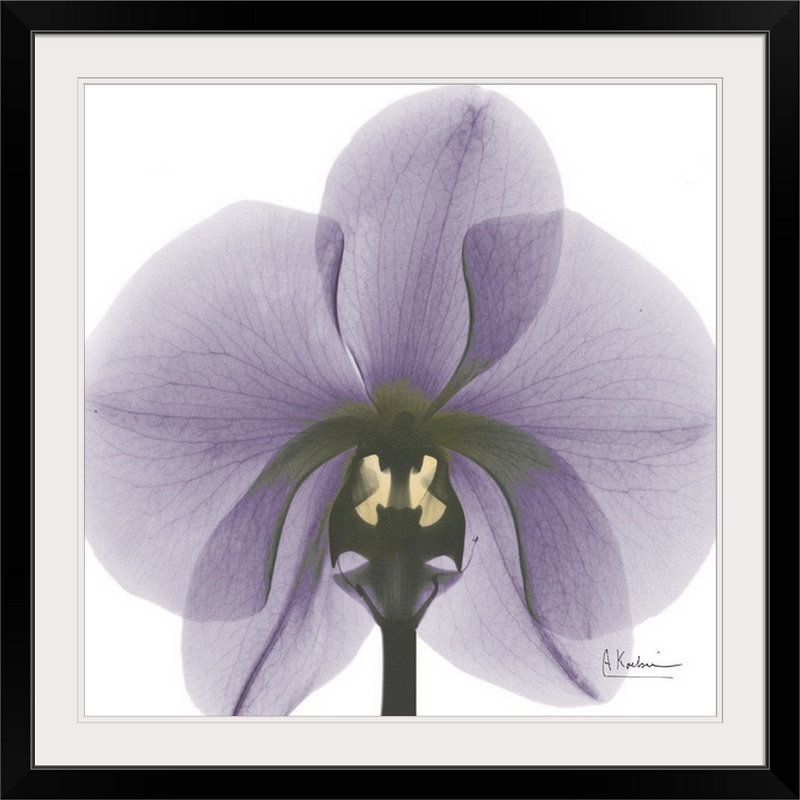 «par albert koetsier,, reproduction de photo Orchid X-Ray, H 20" x l 20" x P 1", Cadre noir