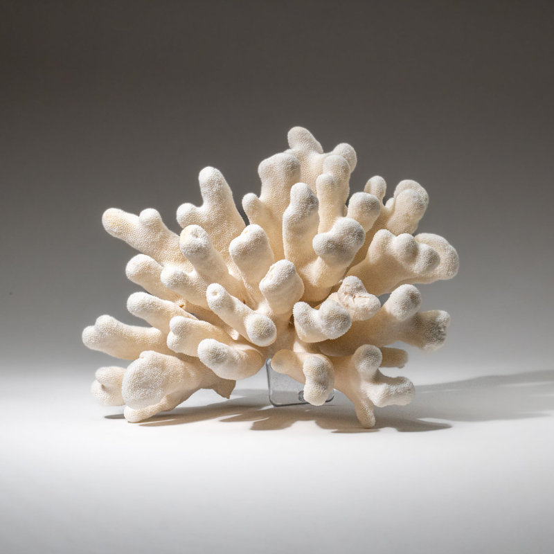 Genuine White Cat's Paw Coral (5 Lbs)
