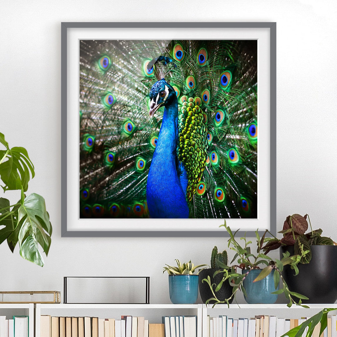 Gerahmtes Poster Elegant Peacock