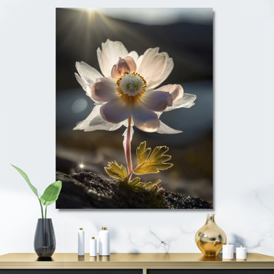 «Delicate Blooming Anemone In Morning Sunshine I», reproduction sur toile
