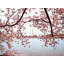 Full Bloom Iii Print by Scott Wurzel-65794194-65794196
