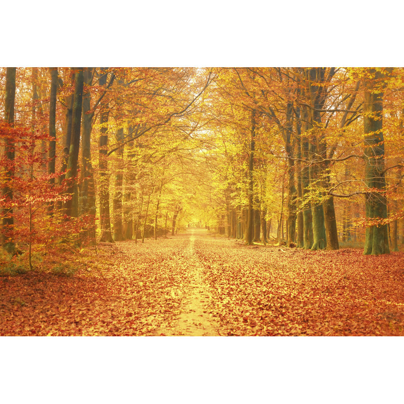 Tree Forest During Fall by Sjo - Wrapped Canvas Print, 81cm H x 122cm W x 3.8cm D