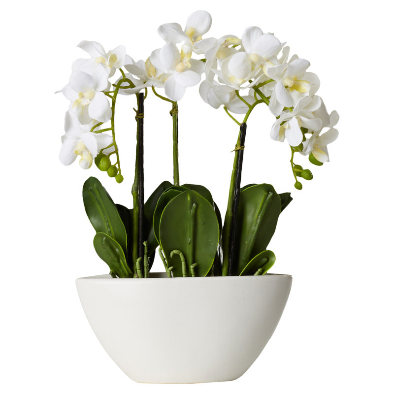 Centre de table orchidée en pot