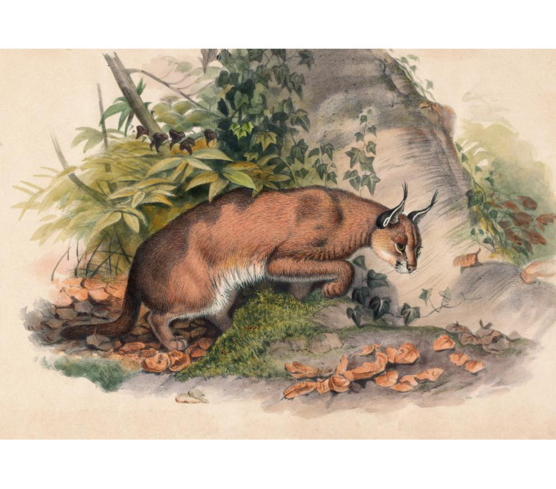 «The Red Caracal» par Joseph Wolf - Art mural sur toile tendue avec châssis, H 33 po x l 48 po