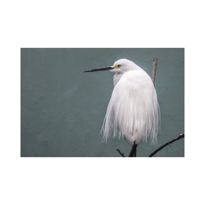 Egret by David Gardiner - Gallery-Wrapped Canvas Giclée on Canvas, Wrapped Canvas, 66.04 cm H x 45.72 cm W x 3.175 cm D