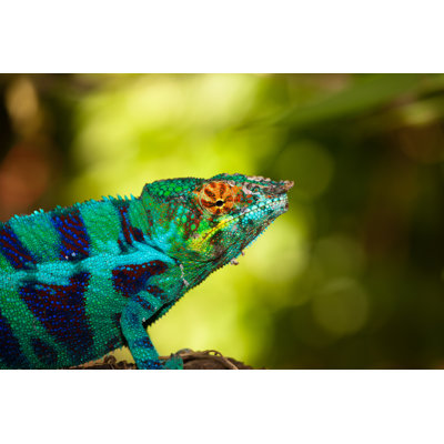 Blue Chameleon by Hnijjar007 - No Frame Art Prints on Canvas
