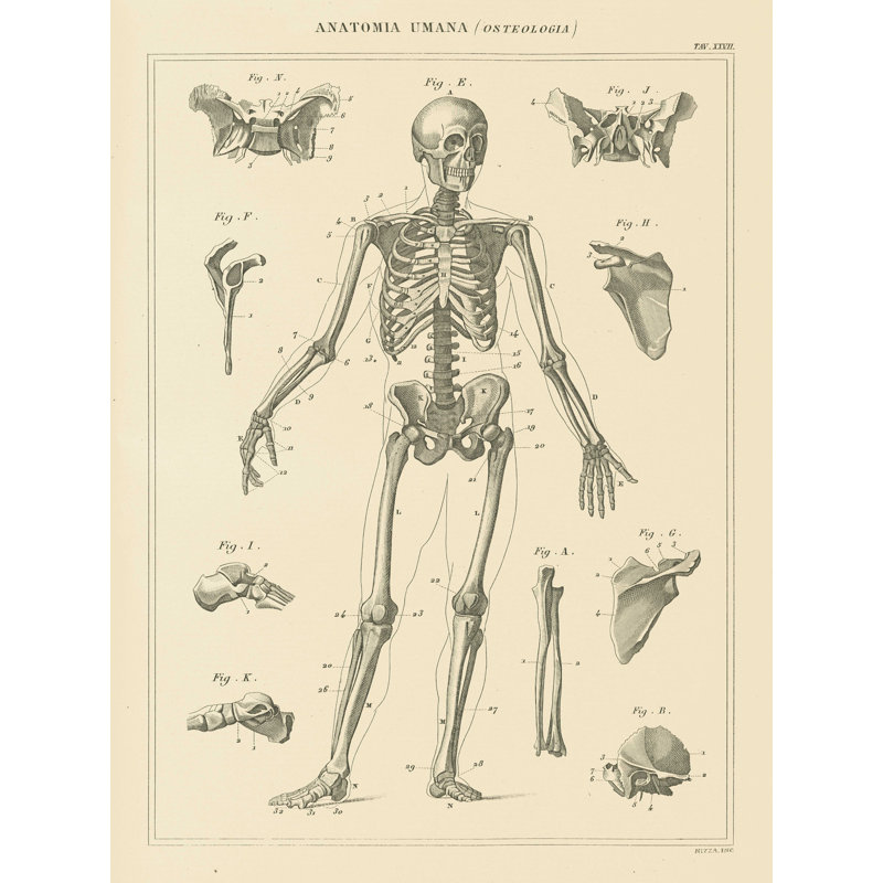 " Skeleton Chart " by Wild Apple Portfolio, 16" H x 12" W