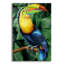 Art mural en verre épique «Toucan» par Tim Jeffs, 16 po x 24 po-117461300