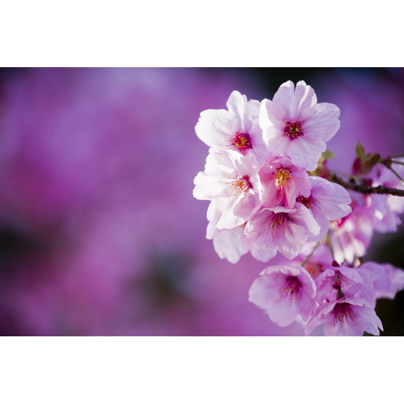 Pink cherry blossoms, 30cm H x 46cm W