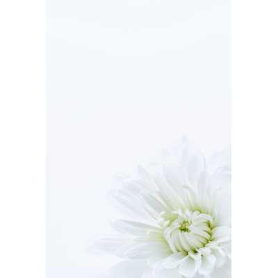 White Chrysanthemum - Wrapped Canvas Print